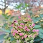 Apartman Lilas - Kiwi