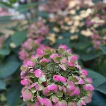 Apartman Lilas - Kiwi *