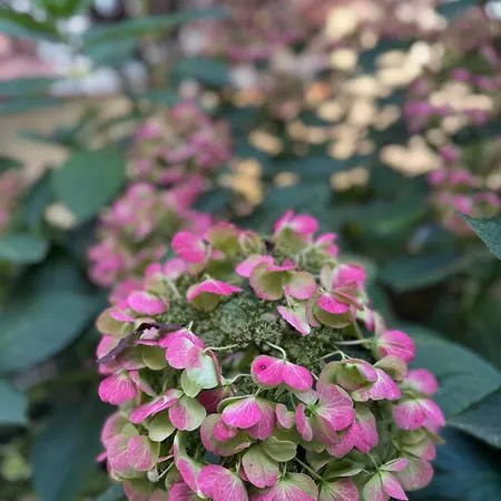 Apartament Lilas - Kiwi *
