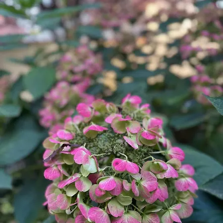 Lilas - Kiwi *
